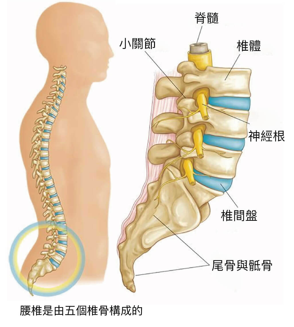 尾 椎 滑 脫